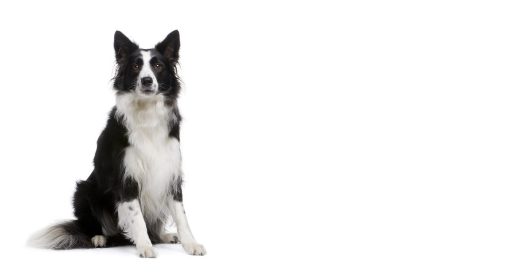 banner-collie